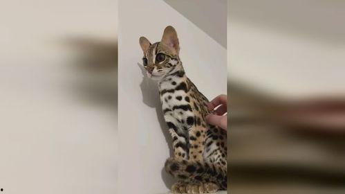 豹猫 亚洲,神秘野性的东方猫科传奇
